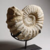 A Madagascar ammonite