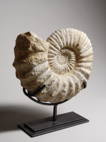 A Madagascar ammonite