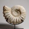 A Madagascar ammonite