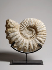 A Madagascar ammonite 2