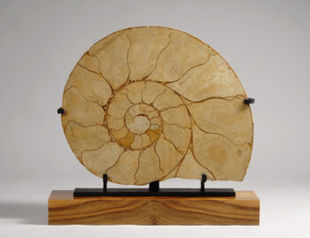 A Madagascar ammonite