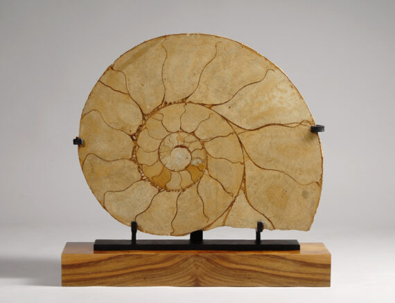 A Madagascar ammonite