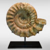 A Madagascar ammonite