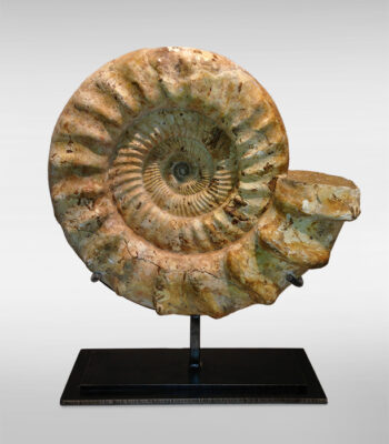 A Madagascar ammonite


