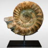 A Madagascar ammonite