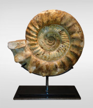 A Madagascar ammonite  2