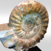 A Madagascar ammonite