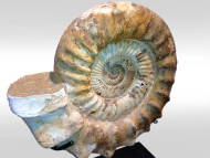 A Madagascar ammonite  3