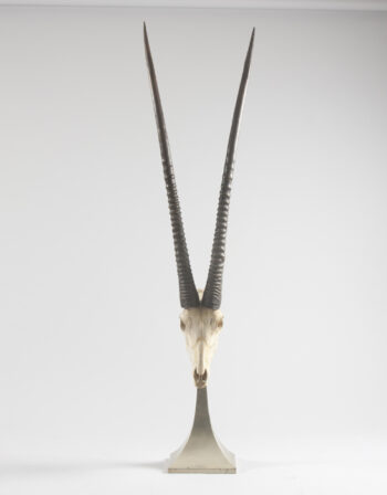 An African Oryx skull
