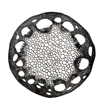 Quatro series: Dicot Stem
